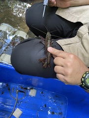 Macrobrachium carcinus