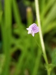 Vicia tetrasperma