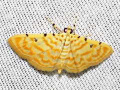 Notarcha quaternalis