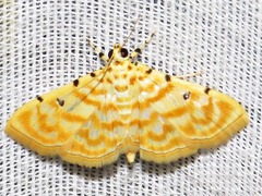 Notarcha quaternalis