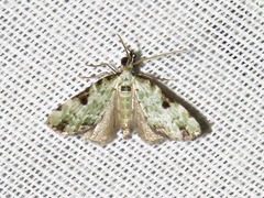 Piercia nimipunctata