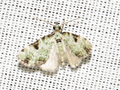 Piercia nimipunctata