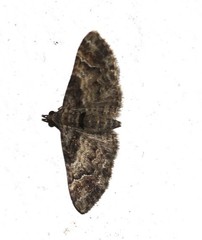 Mnesiloba eupitheciata