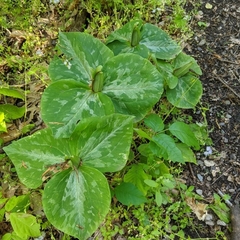 Trillium cuneatum