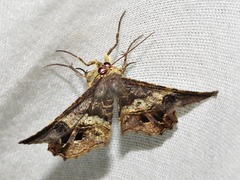 Chiasmia umbrata
