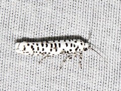 Yponomeuta strigillatus