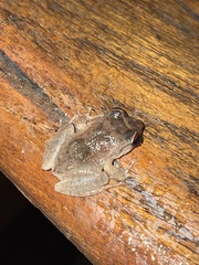 Eleutherodactylus antillensis