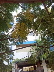 Peltophorum pterocarpum