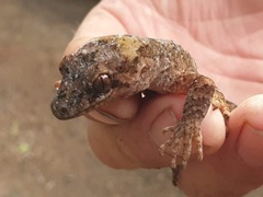 Dactylocnemis pacificus