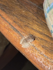 Eleutherodactylus antillensis