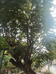 Peltophorum pterocarpum