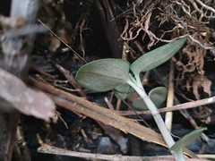 Odontochilus yakushimensis