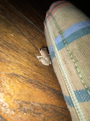 Eleutherodactylus antillensis