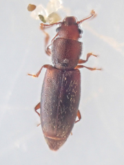 Phyconomus marinus