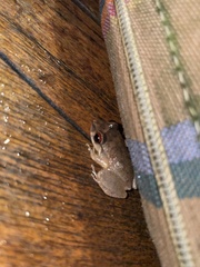 Eleutherodactylus antillensis