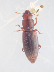 Phyconomus marinus
