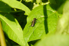 Odontochilina