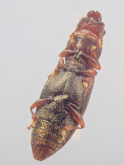 Phyconomus marinus