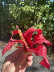 Hibiscus elatus