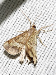 Chiasmia streniata streniata