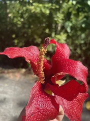Hibiscus elatus