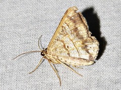 Chiasmia streniata streniata