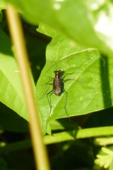 Odontochilina