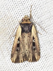 Axylia annularis