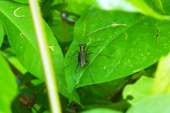 Odontochilina