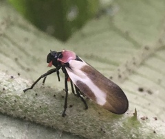 Sphenorhina quadrifera