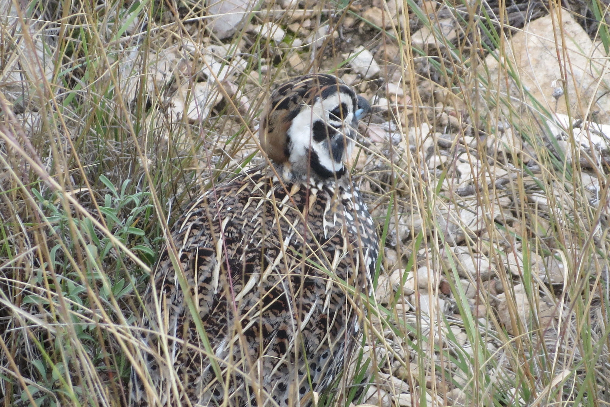 Montezuma Quail (Cyrtonyx montezumae)