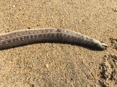 Thamnophis validus isabellae