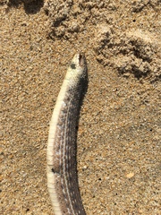 Thamnophis validus isabellae