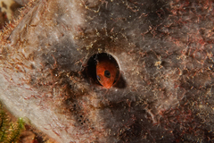 Notoclinops segmentatus