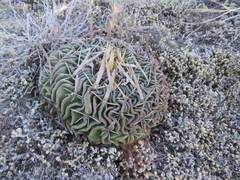 Echinofossulocactus phyllacanthus