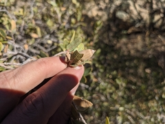 Quercus toumeyi