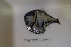Argyropelecus