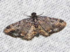 Melanthia ustiplaga
