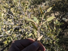 Quercus toumeyi