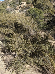 Quercus toumeyi