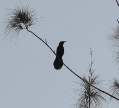 Quiscalus major