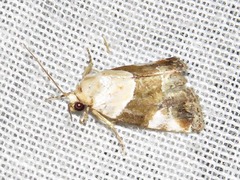 Hypercodia wheeleri
