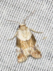 Hypercodia wheeleri