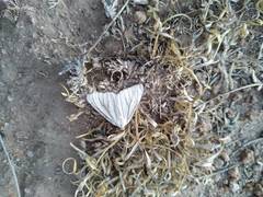 Neuromelia selectata