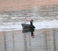 Cairina moschata domestica