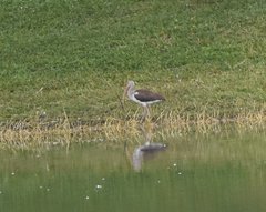 Eudocimus albus