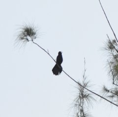 Quiscalus major