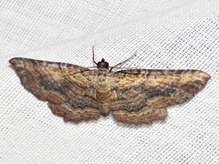 Horisme obscurata obscurata