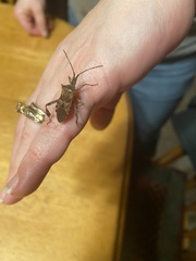 Leptoglossus clypealis