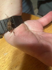 Leptoglossus clypealis